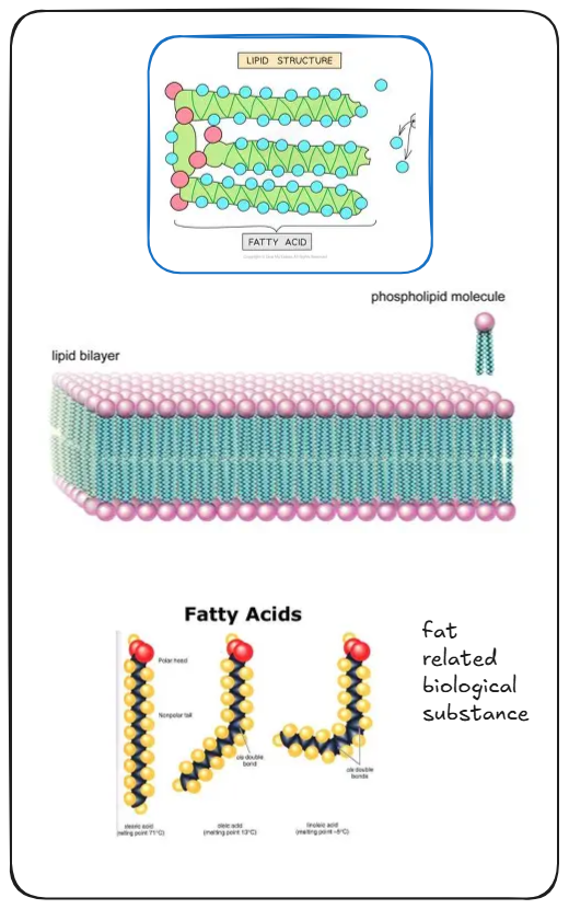 How AlphaFold Bridges the Sequence-Structure Gap Using Deep Learning