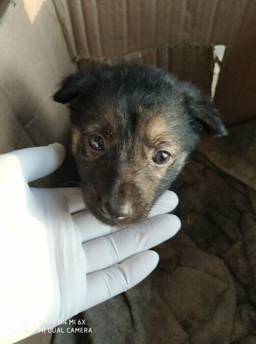 Common Vet Complaints Solutions & Prevention by Emergency Vet Medium