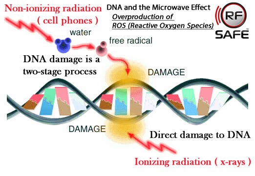 Scientific Studies On The Effects of Radiation | by Ken Lewis | Medium