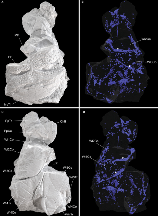 CT scans of Praearcturus gigas (NHMUK PI). Credit: Howard et al. 2026