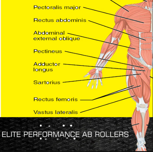 What Muscles Does the Ab Roller Work? by madowlfitness Medium