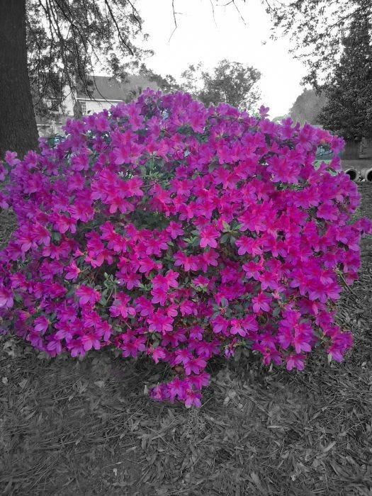 Bloom and Shine