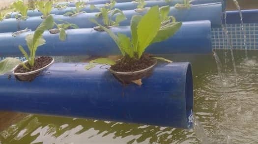 AQUAPONICS: Kilimo Mchanganyiko cha Samaki na Mimea — Mapinduzi Kimyakimya Katika Bustani za…