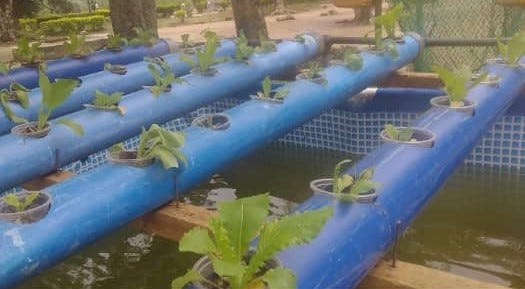 Nilivyoweka Aquaponics kwa Gharama Nafuu– Hatua kwa Hatua