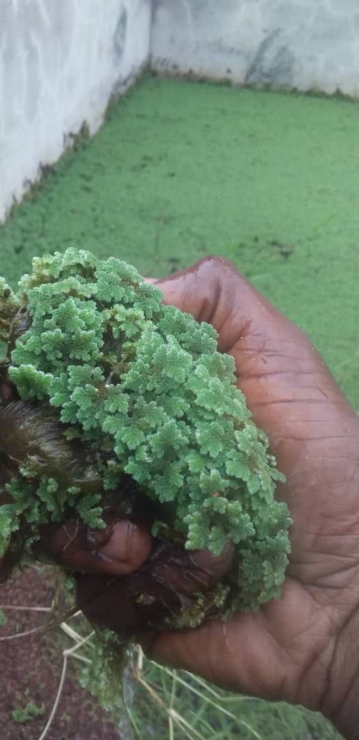 Hii Ndiyo Siri Wengi Hawajui: Jinsi ya Kuongeza Faida Kwenye Ufugaji wa Samaki kwa Kutumia Azolla