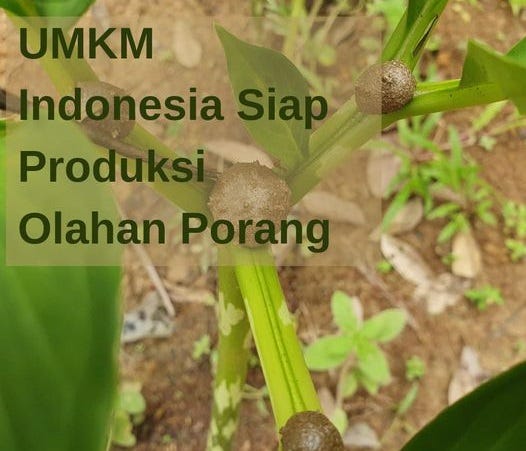 Porang Merupakan Salah Satu Jenis Tanaman Penghasil Umbi di Indonesia