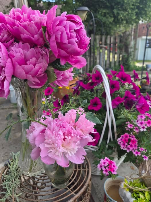 The Truth About Ants and Peonies