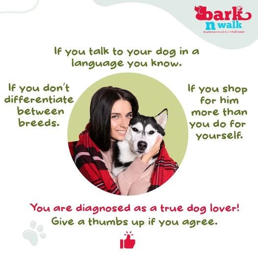 dog boarding kennels barkn walk Medium