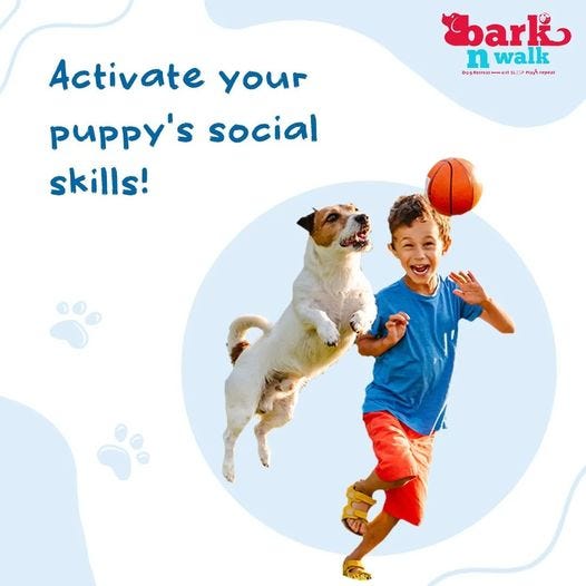 dog kennels in delhi barkn walk Medium