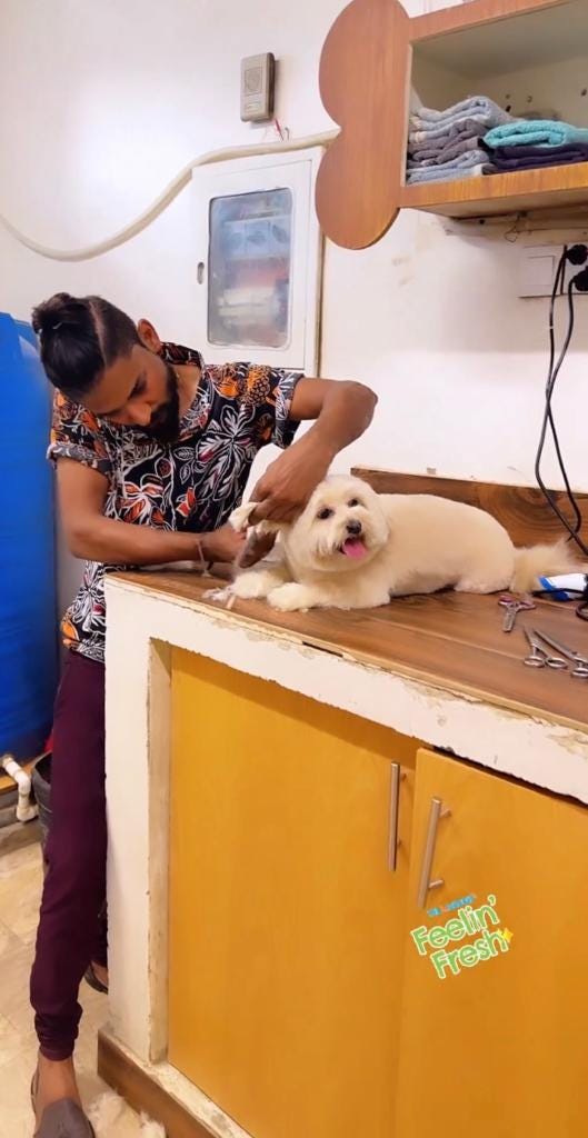 Pet Grooming in Karachi Petscarencure Medium