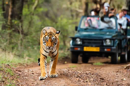 jim corbett national park, uttarakhand / india - 1 march 2020 : inquiry  office at dhangari or main entry gate dhikala zone, jim corbett national  park Stock Photo - Alamy