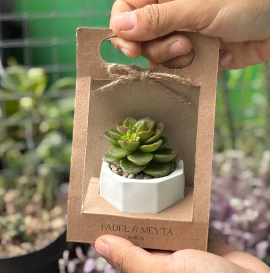 Cactiae: Saat Souvenir Tanaman Hias Kaktus Jadi Simbol Gaya Hidup Ramah Lingkungan