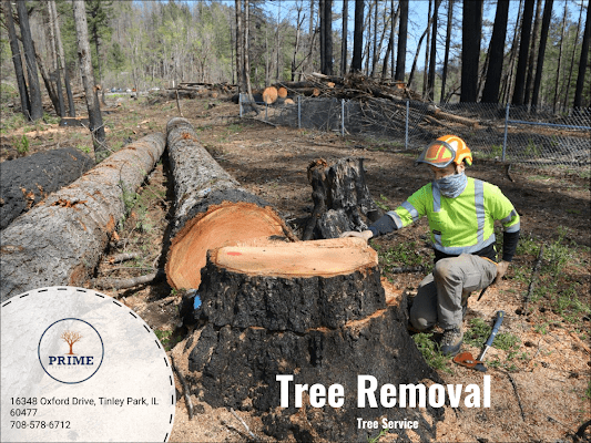 Tree Removal Scarborough