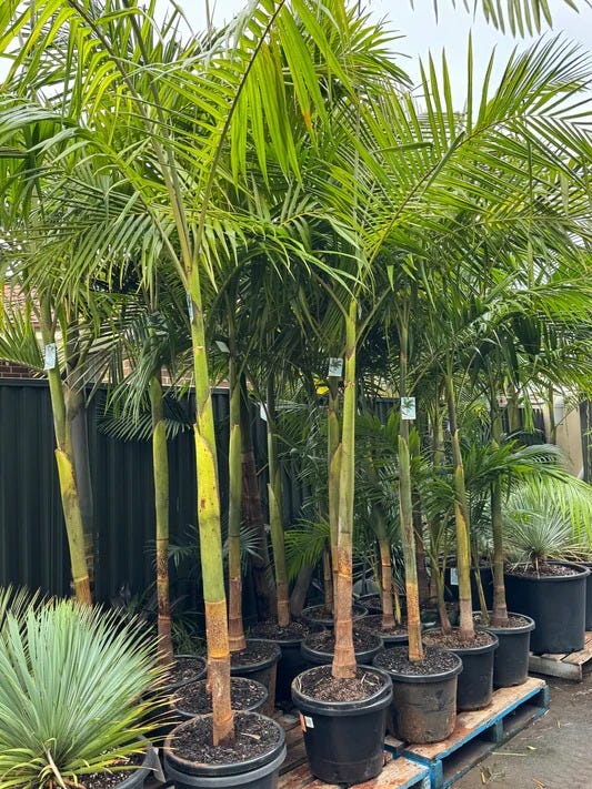 Small Backyard, Big Privacy: What Bamboo Taught Me About Sydney Living