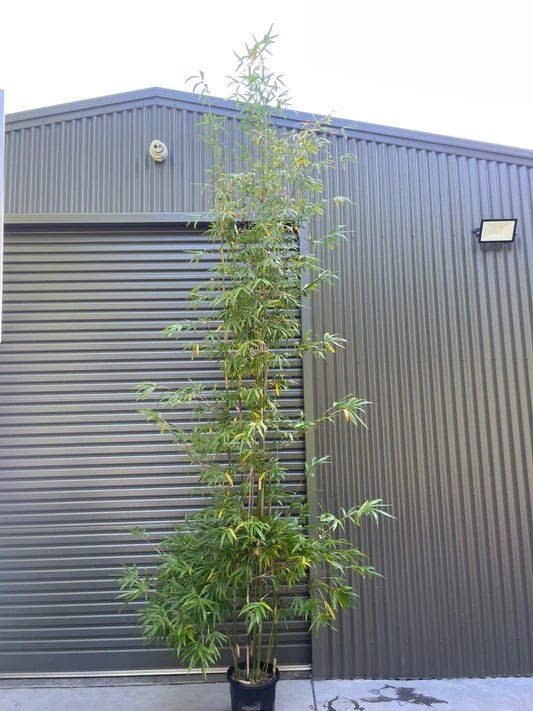 Before & After: How Clumping Bamboo Transformed a Small Sydney Backyard into a Private Retreat