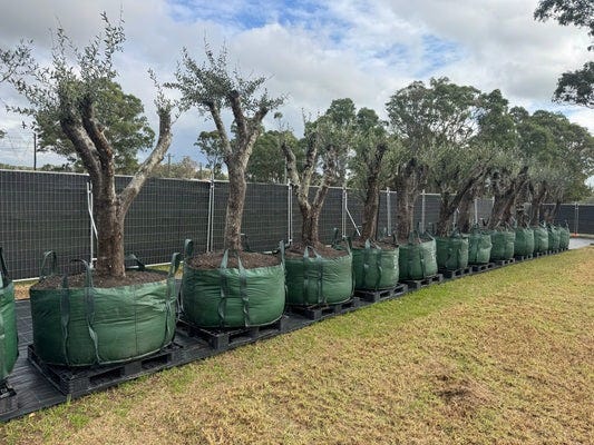 The Feature Tree That Transforms Any Sydney Garden Instantly