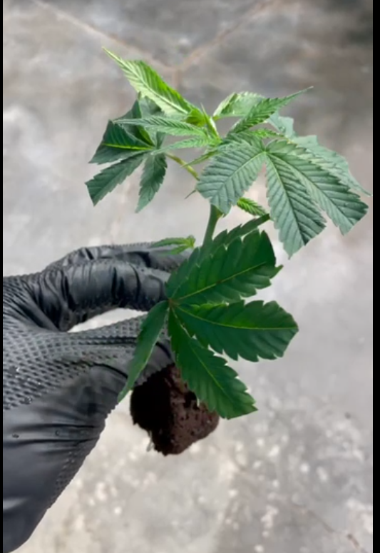 Fresh and beauty clone. Clones cloning is a useful way to… by