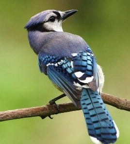 Blue Jay, Tops