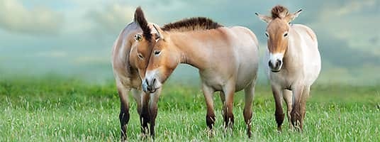 Kuda Przewalski