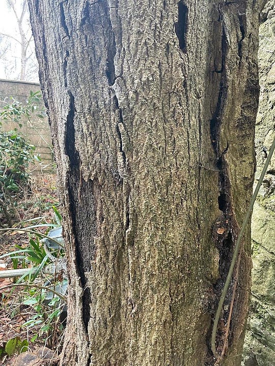 Does My Tree Have Ash Dieback And Can It Recover? by The Tree Man