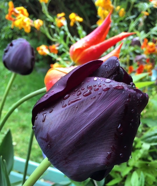 5 Reasons to Grow Tantalisingly Beautiful Tulips in Your Tiny Garden | by  Rowan Ambrose | Gardening, Birding, and Outdoor Adventure | Medium
