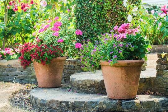 15 Things Your Boss Wishes You Knew About Flower Plants | Swatt Views