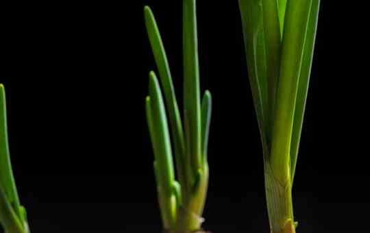 Como plantar com sobras de alimentos