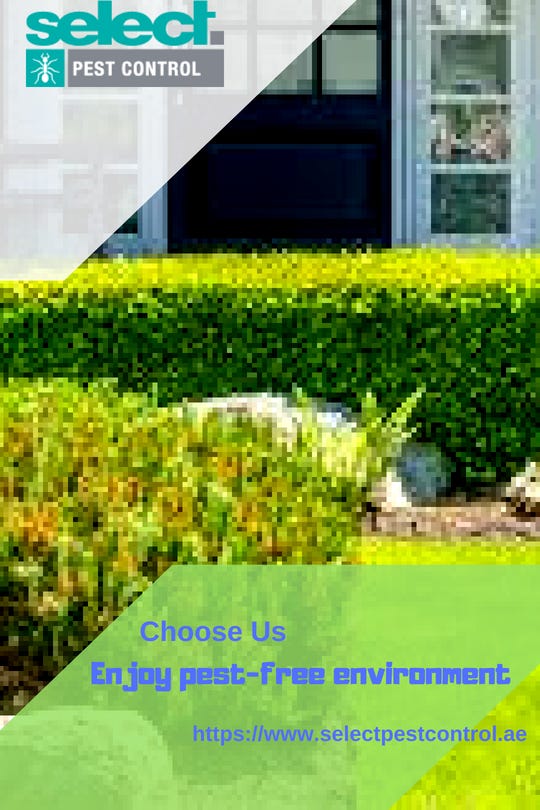 Approved pest control companies Dubai | Home pest control services UAE ...