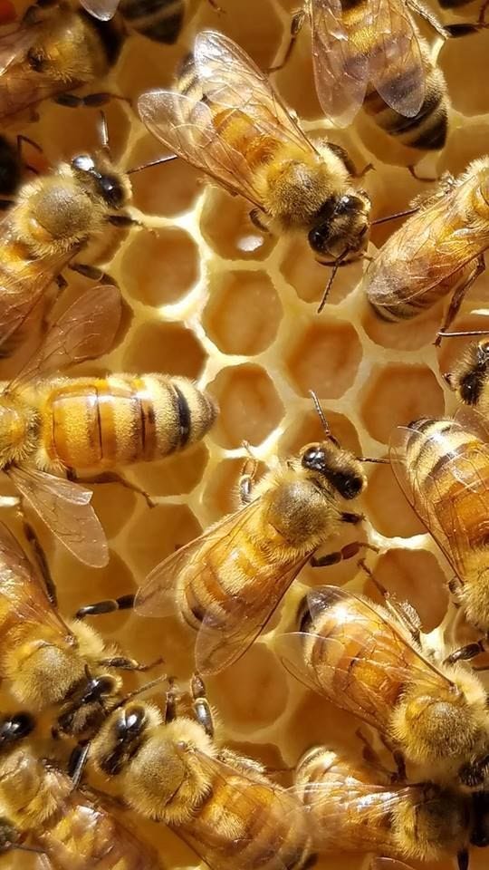 The Role of Keystone Species: How certain animals, like bees and wolves