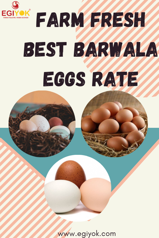 All About Barwala Egg Rate Monika Egiyok Medium