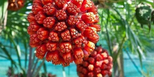Mengenal Buah Hala : Rasa Unik dari Pesisir Tropis