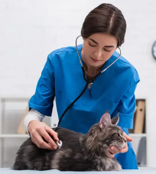 A modalidade semipresencial do curso de Medicina Veterinária da Faculdade Estácio Funciona?