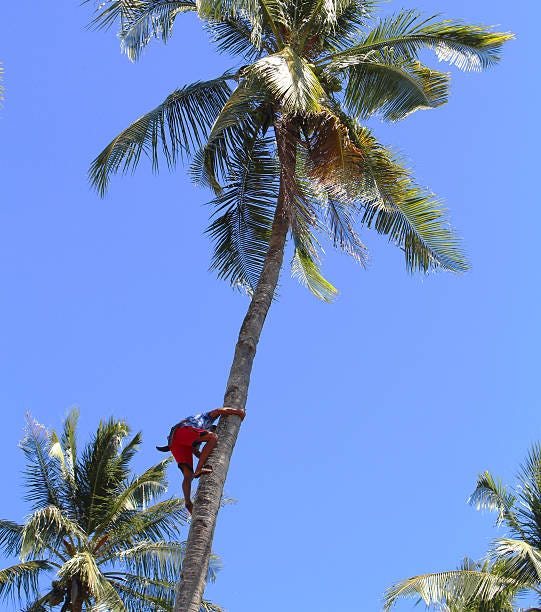 How to Climb a Coconut Tree. How to Climb a Coconut Tree by Hasnita