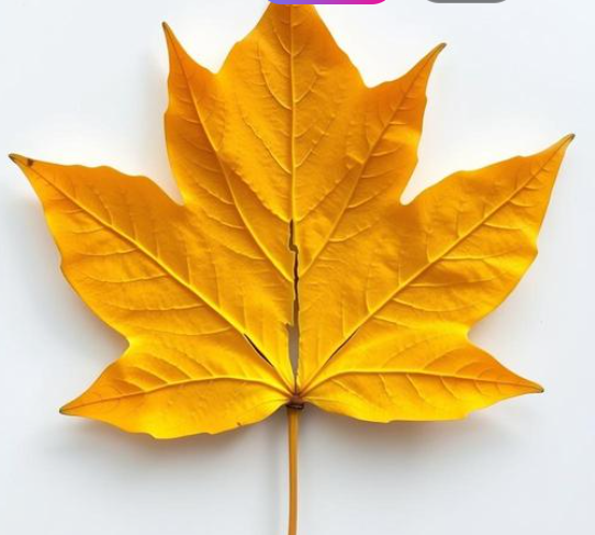 How does Canada Include Open Source Software?