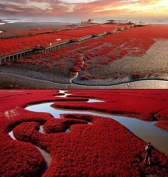 Panjin Red Beach in Liaoning Province, China