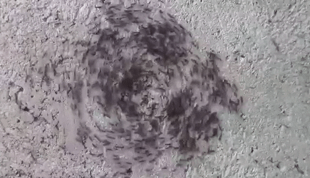 Collective Stupidity Unmasked: How To Navigate Group Dynamics — A GIF image from Wikipedia that shows a group of ants going in circles.