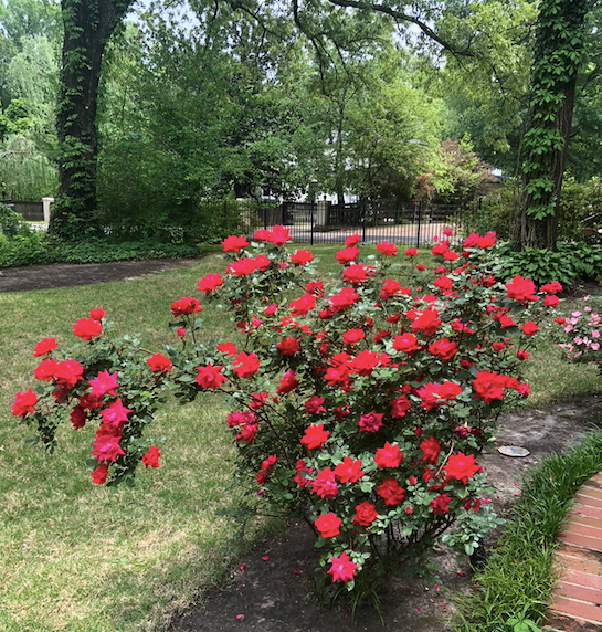 Spring Blooms The roses first bloom this spring was a breathtaking one ...