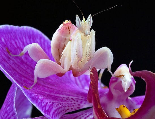 Weird and Wonderful Insects. In the intricate tapestry of Earth’s… | by ...