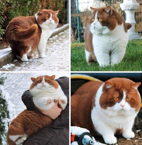 The story of how the cat got its coat
