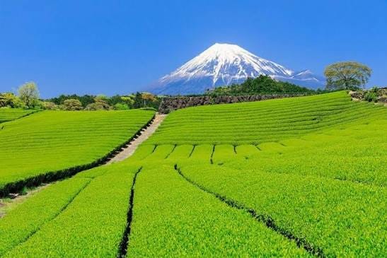 Gunung Fuji dari Perkebunan Teh di Shizuoka