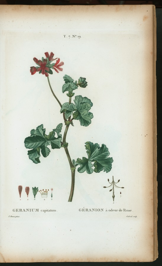 Rose Geranium Wikimedia Commons Public Domain