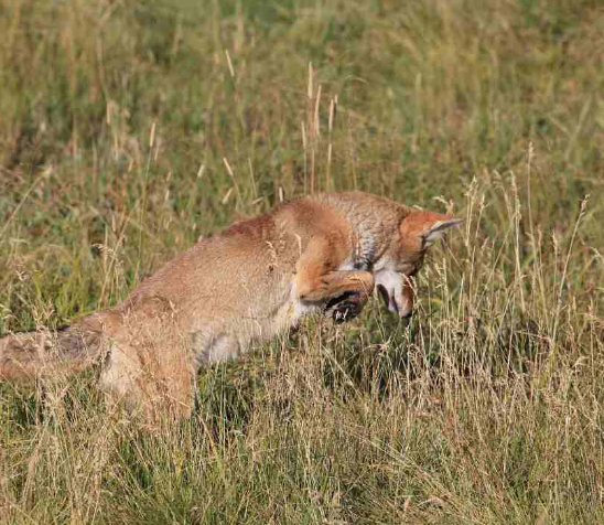 Unleash Your Inner Hunter: Exploring Coyote Hunting in California with