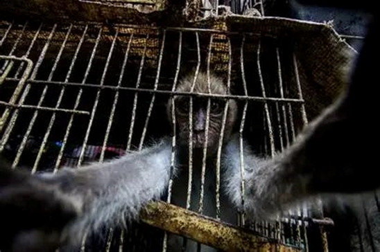 Perdagangan Monyet Ekor Panjang dan Beruk: Ancaman Senyap dari Pasar ke Hutan