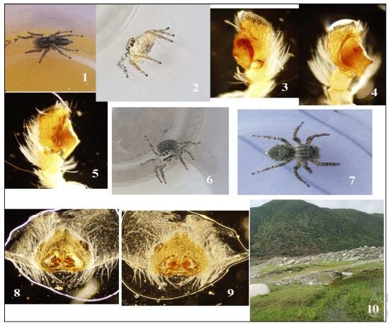Four jumping Spiders (Araneae) record from Swat, Pakistan