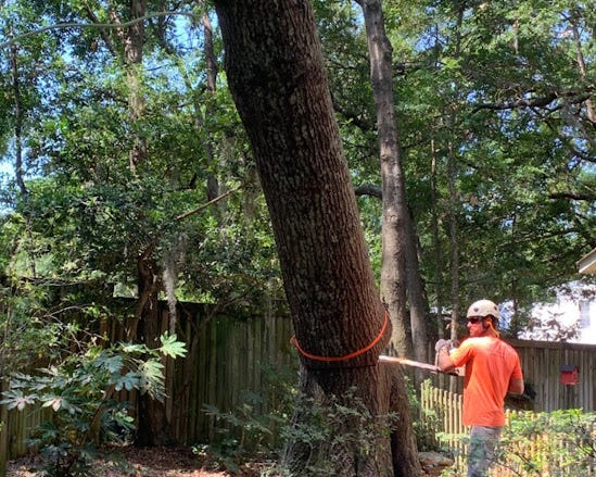Expert Tree Cutting Services Near Charleston SC: Trust Absolute
