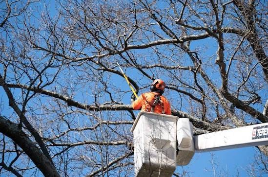 Why Luxury Homes Invest in Tree Pruning Services in Colleyville, TX?