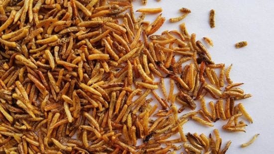 Cara Membuat Maggot Kering, Keuntungan Meningkat Drastis