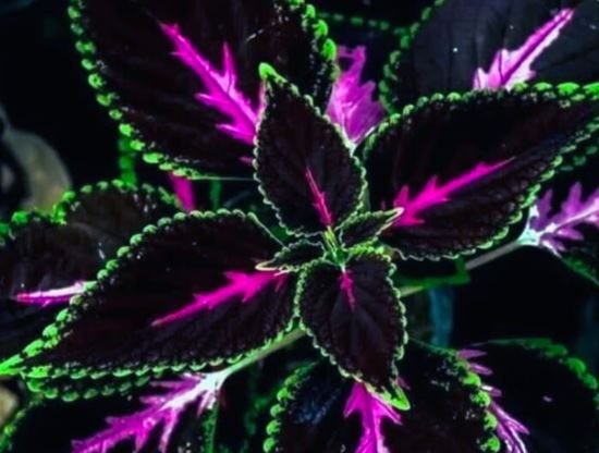 Black Pink Coleus: A Beautiful Ornamental Plant for Home Gardening