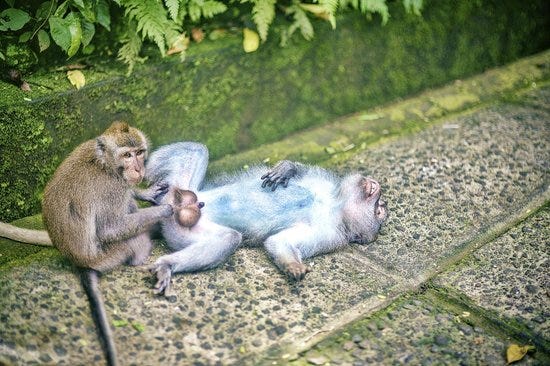 обезьяна для дошкольников. японские макаки и люди. уга буга обезьяна. обезьяны в джунглях. шимпанзе и человек сравнение.