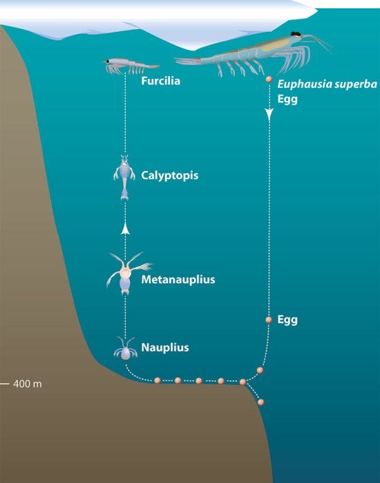 The Ozone Hole (2025). Krill’in yaşam döngüsü [görsel]. Erişim: https://www.theozonehole.org/krill.htm